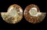 Cut & Polished Ammonite Fossil - Agatized #94195-1